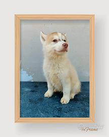 Husky con pedigree ENCI