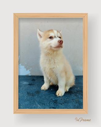 Husky con pedigree ENCI