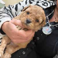 Barboncino albicocca