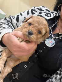 Barboncino albicocca