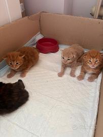 Cuccioli Maine Coon con pedigree