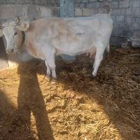 Mucca con vitella