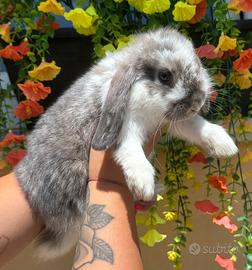 Coniglio mini lop
