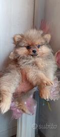 Volpini della Pomerania con pedigree