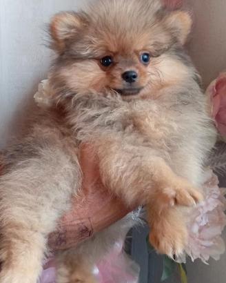 Volpini della Pomerania con pedigree