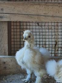 Morosette galline