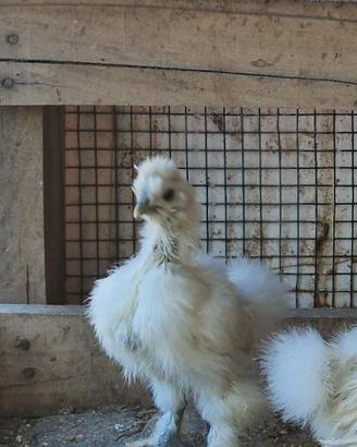 Morosette galline