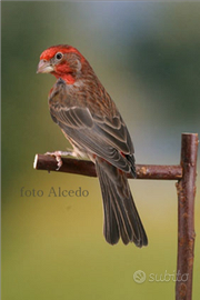 Ibrido carpodaco canta sempre