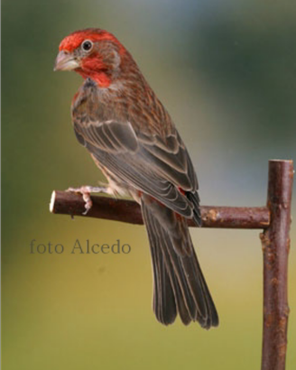 Ibrido carpodaco canta sempre