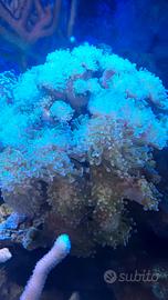 Euphyllia verde punte viola