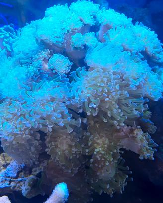 Euphyllia verde punte viola
