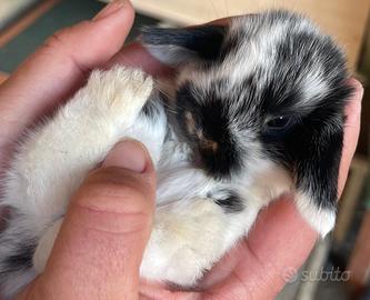 Coniglio nano ariete mini loop stracciatella