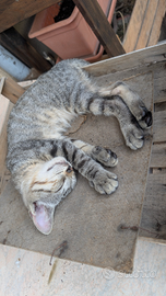 Gattini di tre mesi dolcissimi