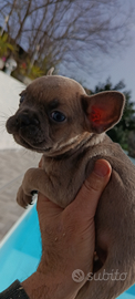 Bulldog francese