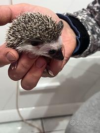 Riccio africano di tre mesi e mezzo