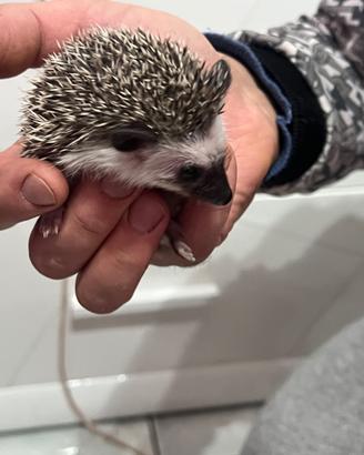 Riccio africano di tre mesi e mezzo