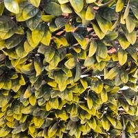 Siepe artificiale Tenax.