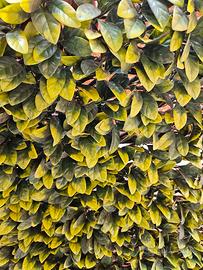 Siepe artificiale Tenax.