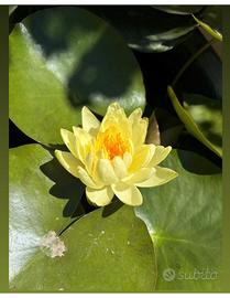 Rizomi di Ninfea rustica resistente gialla