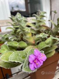 Tradescantia sillamontana
