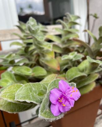 Tradescantia sillamontana