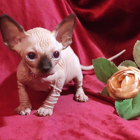 Gatto nudo ELFO streat