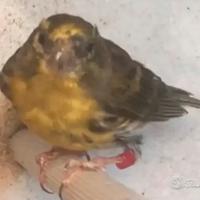 Verzellino 2024 nato in gabbia e molto cantarino