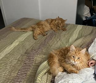 Main coon rossi