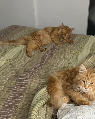 Main coon rossi