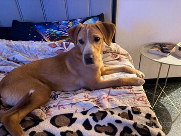 Addizione per questa piccola di 5 mesi