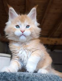 Maine coon