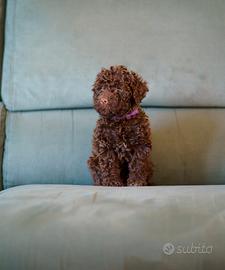 Lagotto Romagnolo