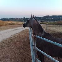 Cavallo arabo