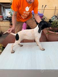 Pointer cucciolo da caccia grande Genealogia