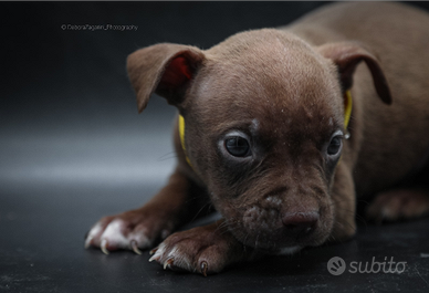 American pitbull terrier