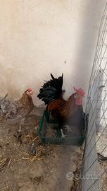 Galline