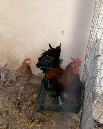 Galline