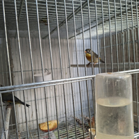 Usignolo giapponesi documenti in regola