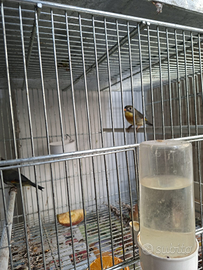 Usignolo giapponesi documenti in regola