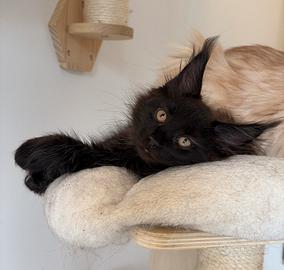 Maine coon con pedigree