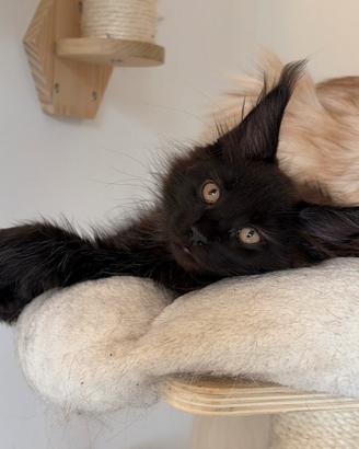 Maine coon con pedigree