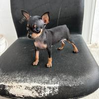 Pinscher Mini-Toy Femminuccia