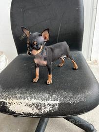 Pinscher Mini-Toy Femminuccia