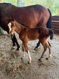 Cavallo