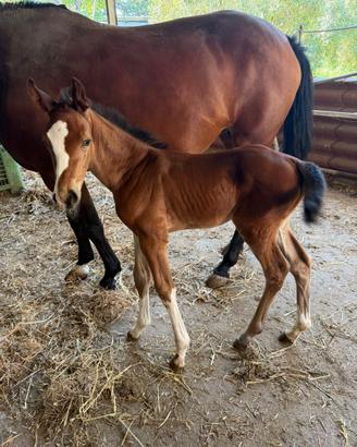 Cavallo
