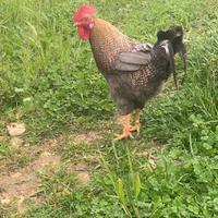 Gallo Olive egger