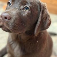 FEMMINA labrador retriever cioccolato con pedigree