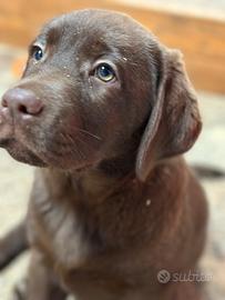 FEMMINA labrador retriever cioccolato con pedigree