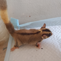 Petauro dello zucchero