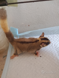 Petauro dello zucchero